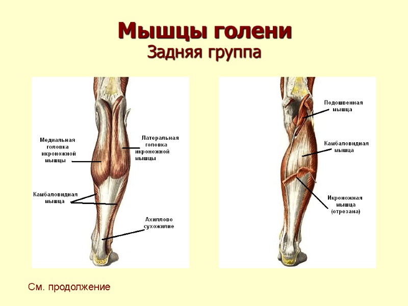 Мышцы голени Задняя группа  См. продолжение